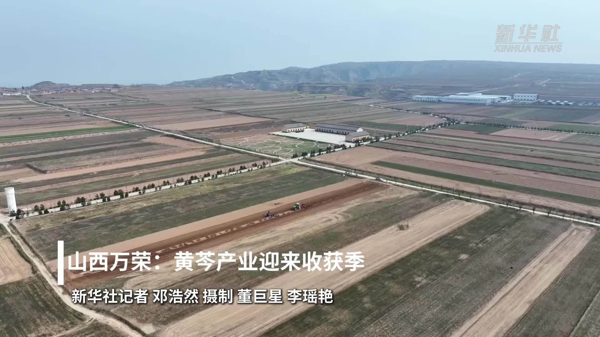 山西万荣：黄芩产业迎来收获季