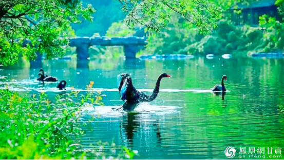 4A级景区阳坝梅园沟景致宜人，天鹅悠然嬉戏。陇南市文化广电和旅游局供图