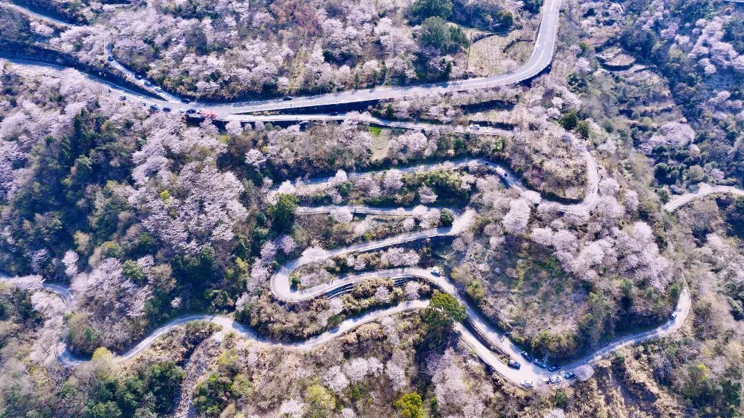 溪口 樊建威 曲径入谷樱雪漫.jpg