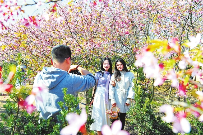 宁都县：百株樱花绽放美不胜收（图）