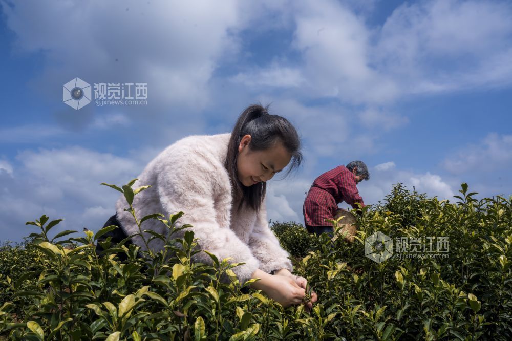 江西分宜：黄茶采摘忙（图）