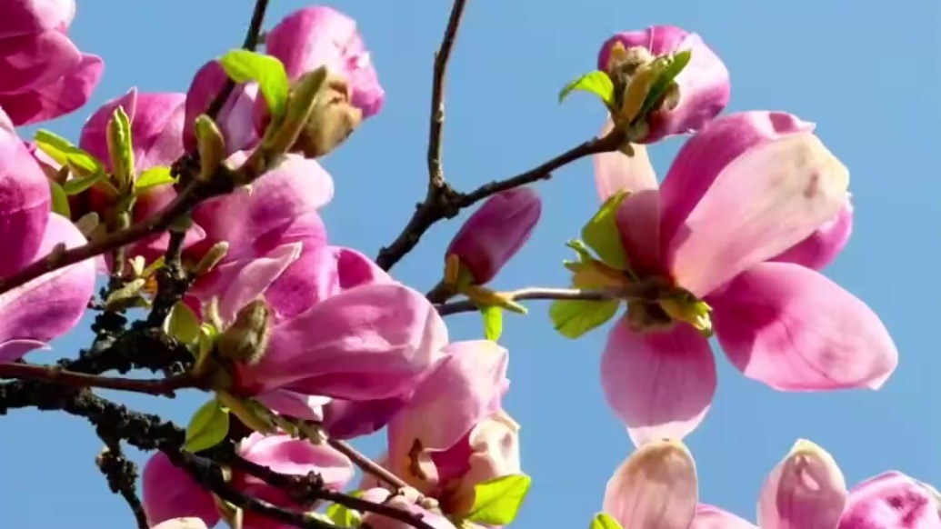 甘肃又一地官宣放春假　5月连休10天