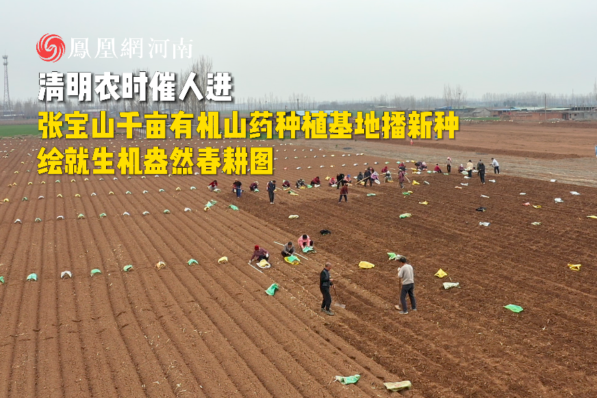 清明农时催人进 张宝山千亩有机山药种植基地播新种