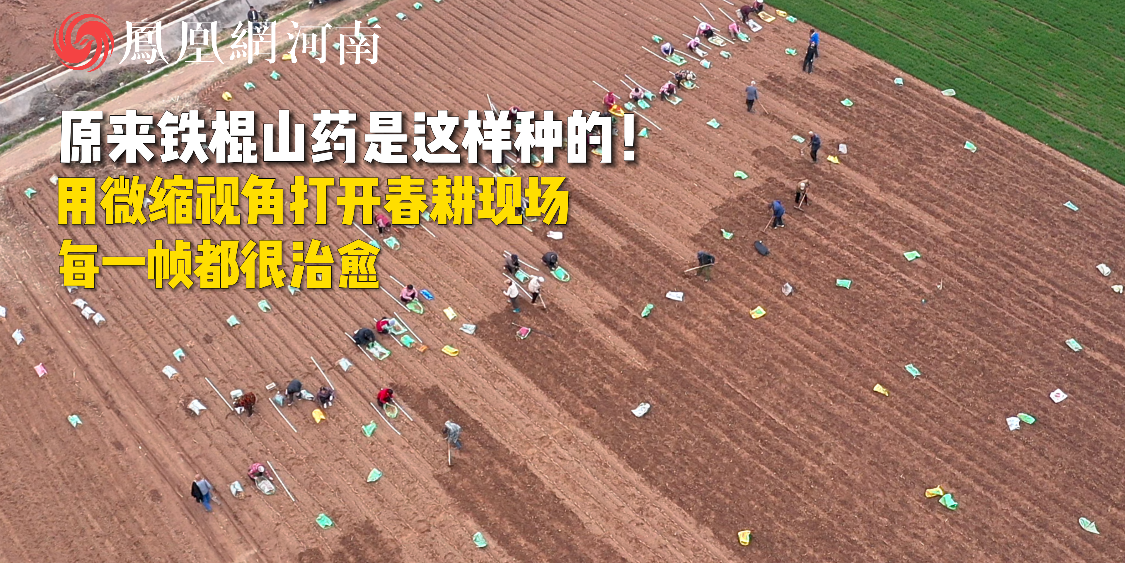 原来铁棍山药是这样种的！用微缩视角打开农耕现场