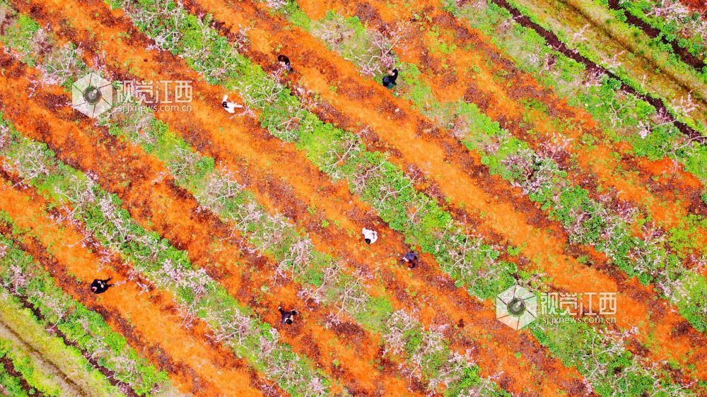 江西新余：春日繁花引客来（图）