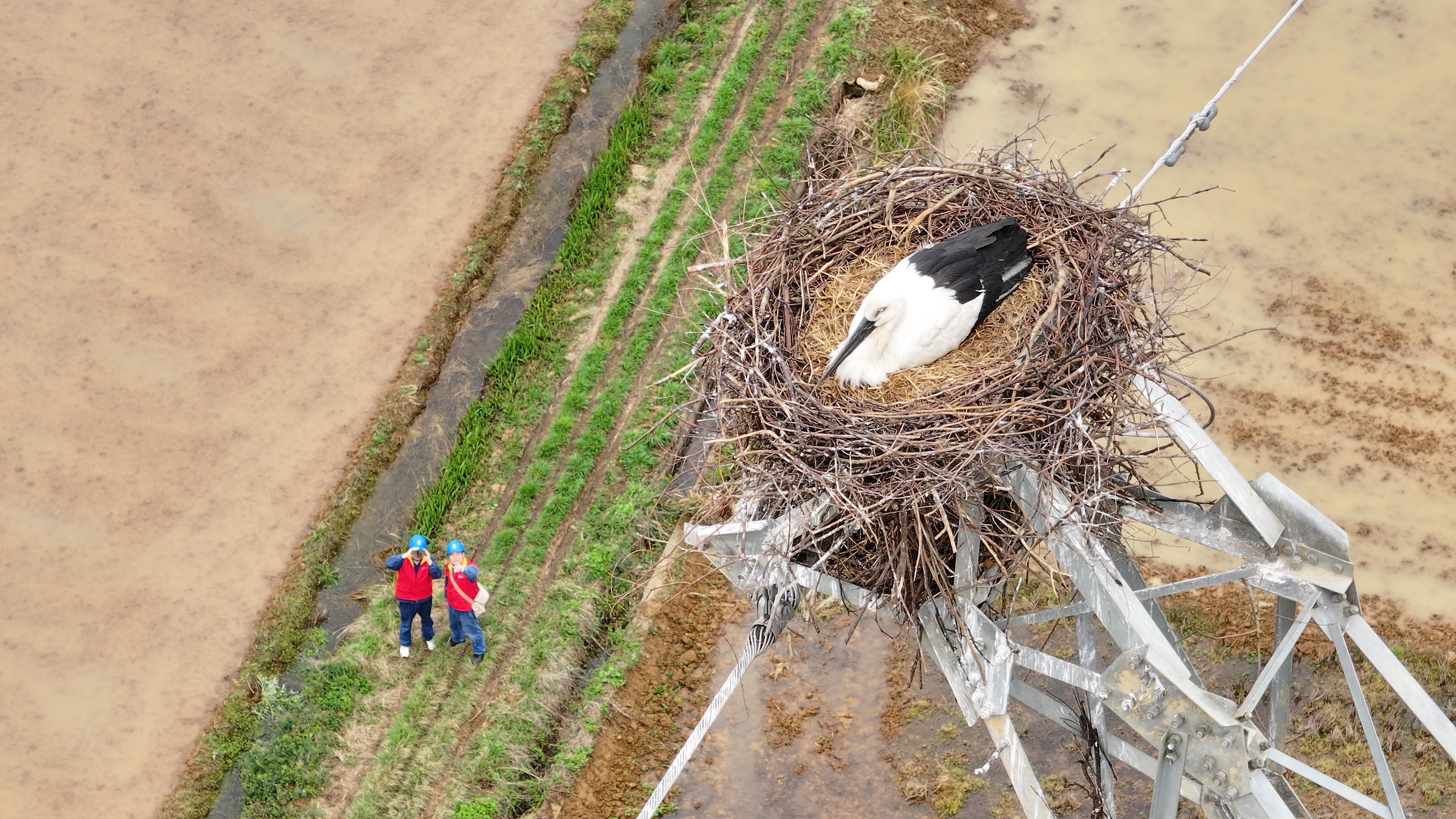 图为国网江西超高压公司开展特巡精准掌握线路运行和东方白鹳生活情况（谢基茂）