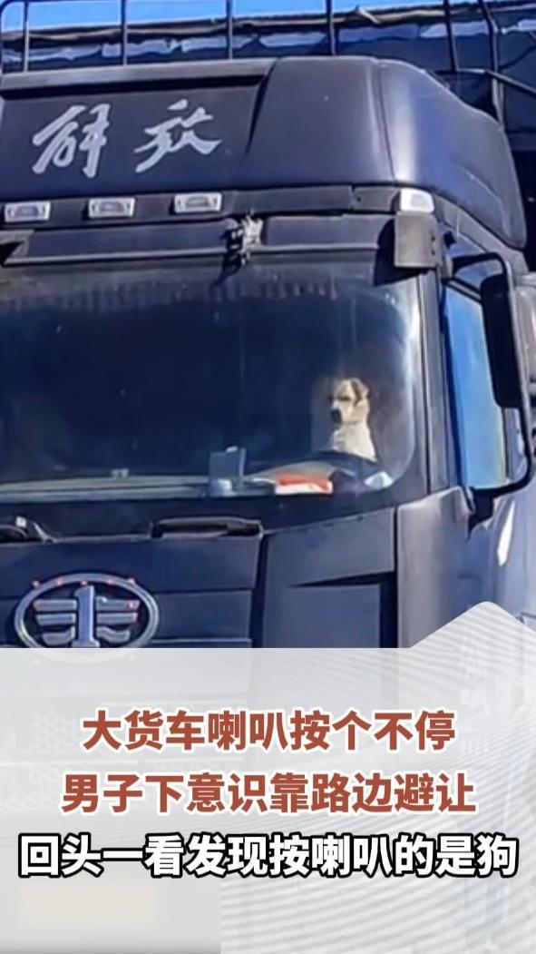 大货车喇叭按个不停，男子下意识靠路边避让，回头一看发现按喇叭的是狗