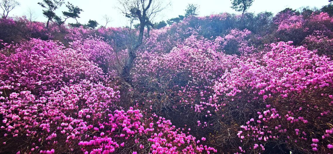九仙山的蓝槿花漫成潮,粉紫雾霞般裹满山谷。刘玉平 摄