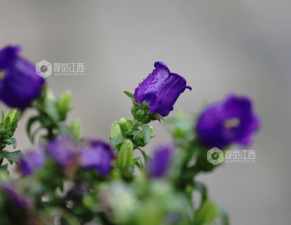 江西分宜：串串风铃映街巷 满城清新入画来（图）