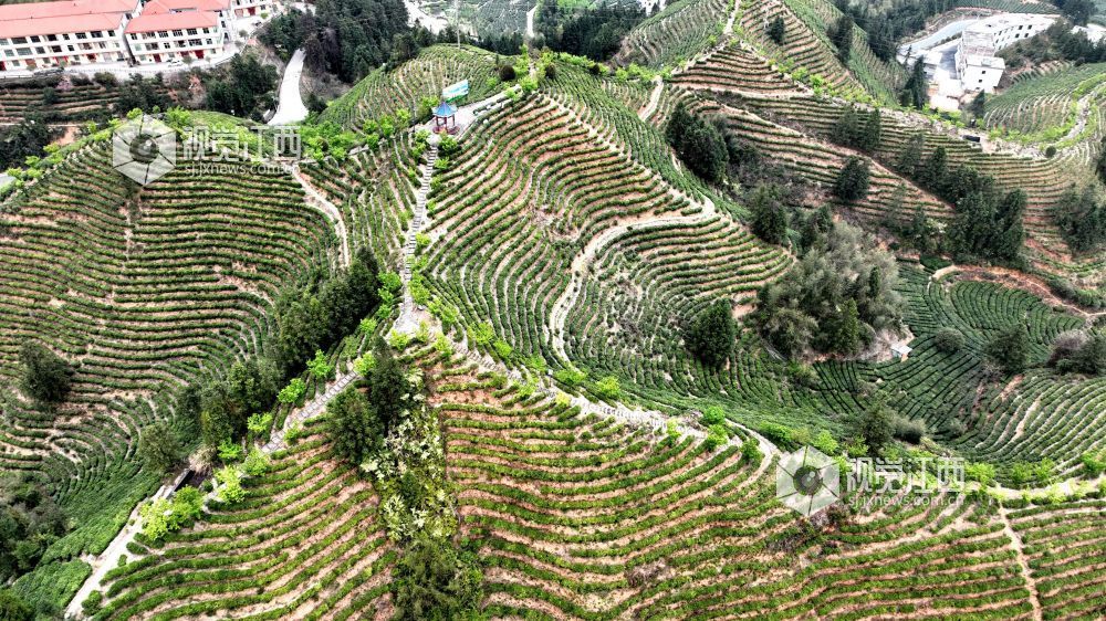 2026年4月2日,航拍视角下的江西省吉安市遂川县汤湖镇生态茶园如大地镌刻的指纹,层层叠叠的茶树沿丘陵山势蜿蜒铺展,大地在山峦间晕开绝美金波,与青山、步道、亭台相映成趣,铺展出一幅茶乡振兴的生态画卷。