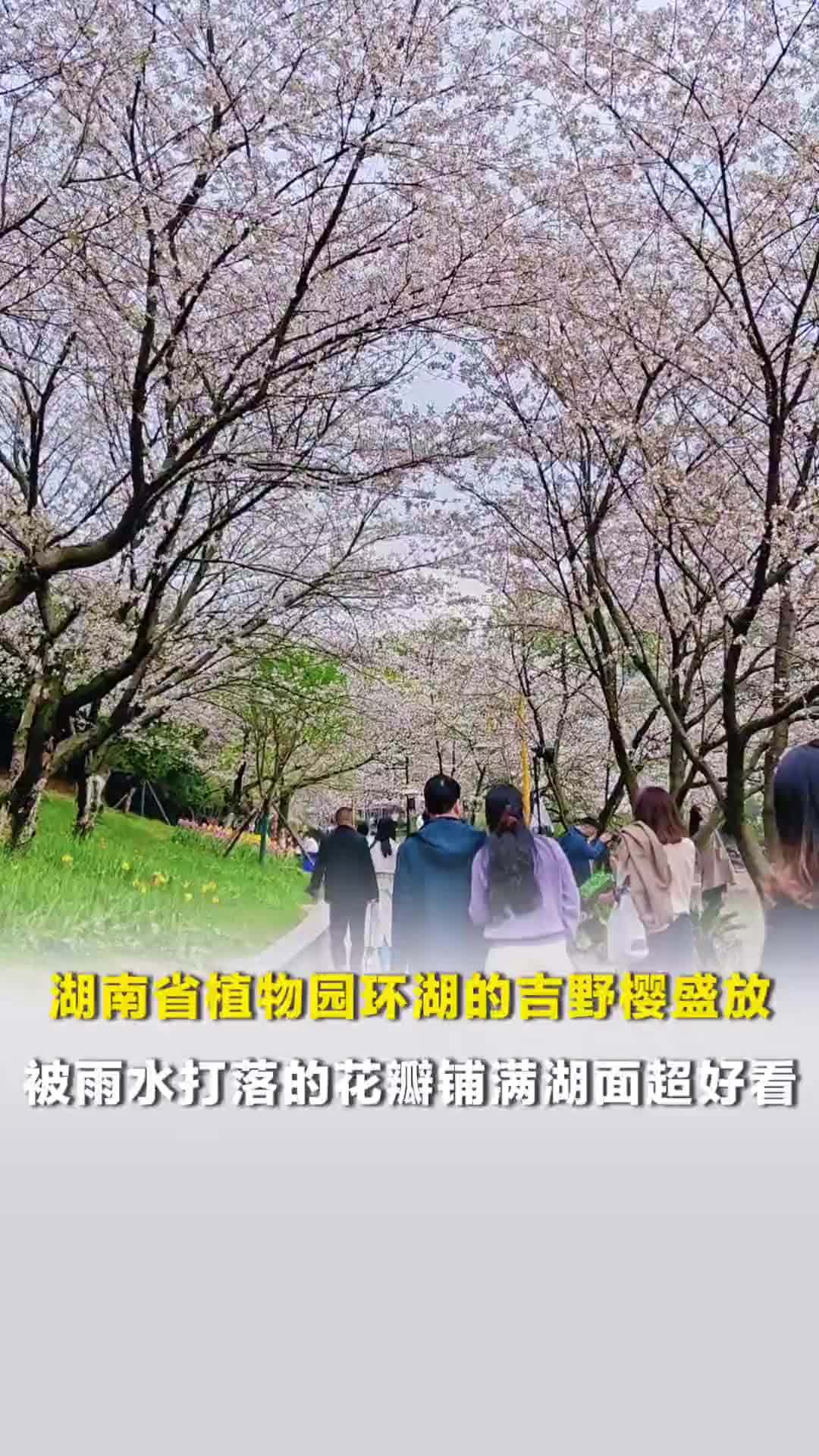 湖南省植物园环湖的吉野樱盛放，被雨水打落的花瓣铺满湖面超好看
