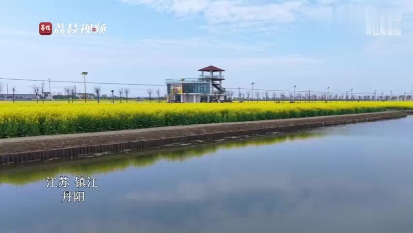 金浪逐水！丹阳百亩油菜花盛放春意盎然