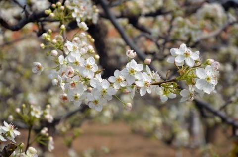 聊城举办作家诗人放歌梨乡三十周年大型采风活动