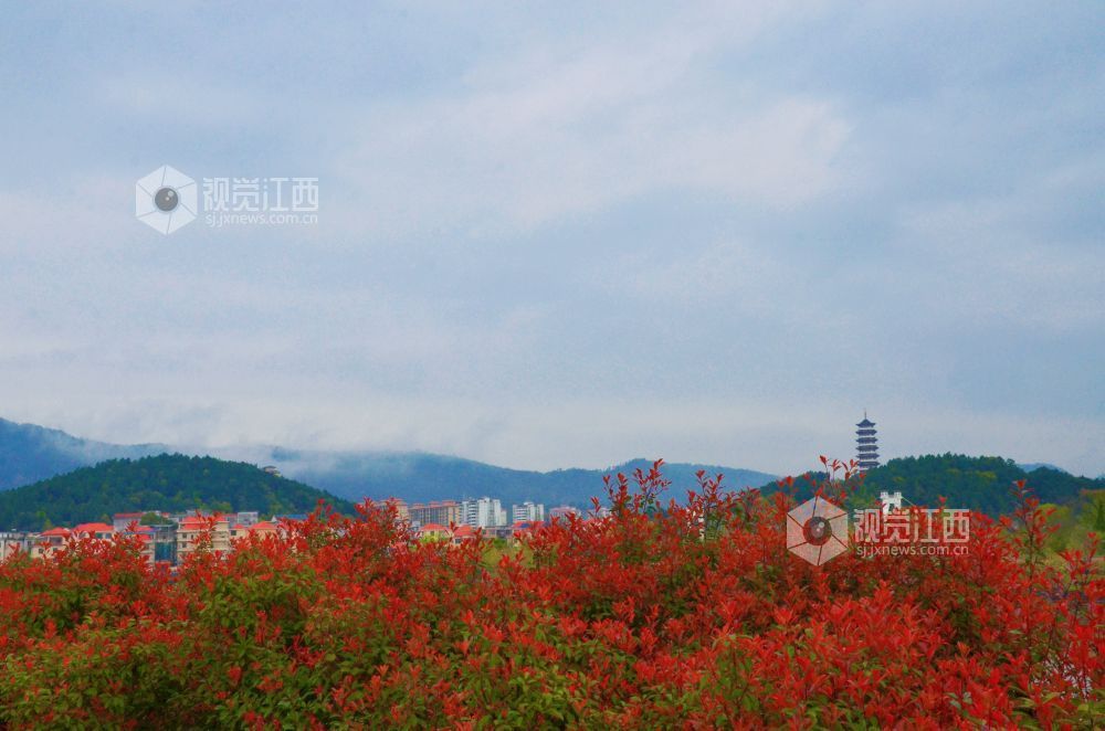3月30日，江西省永新县沿江路上的新绿枝叶与繁花交相辉映，夹道成景。微风轻拂，花枝摇曳，道路宛如一条绚丽的花廊。