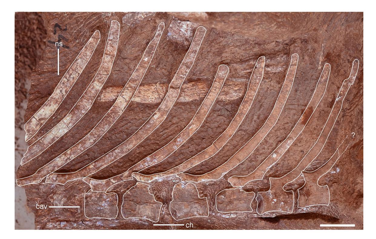 帆尾贡水龙加长的后部尾椎神经棘形成“帆尾”。（江西省地质局供图）