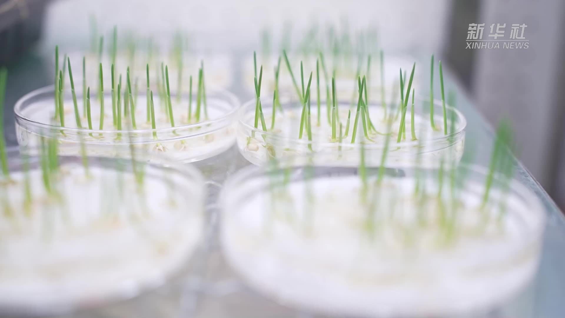 盐碱地上麦又青｜以种适地，育出耐盐良种