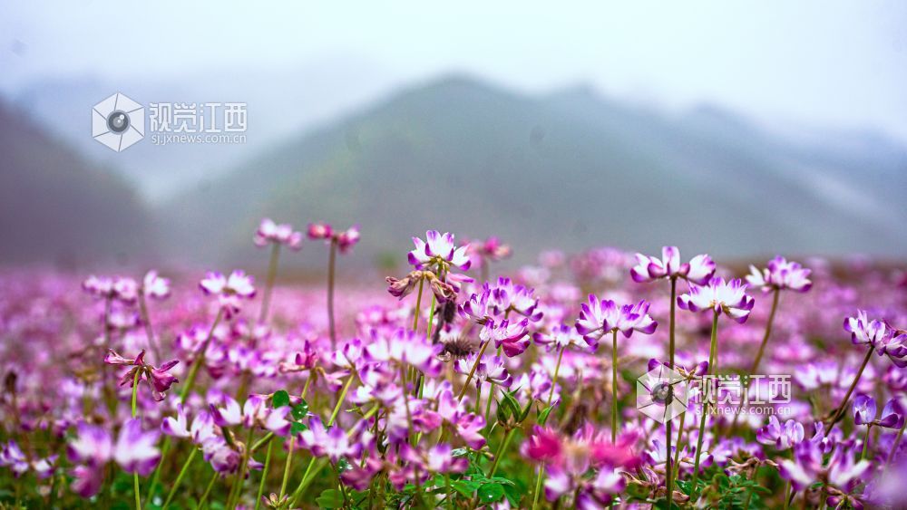 2026年3月28日在江西省吉安市新干县溧江镇培山水库拍摄的画面。