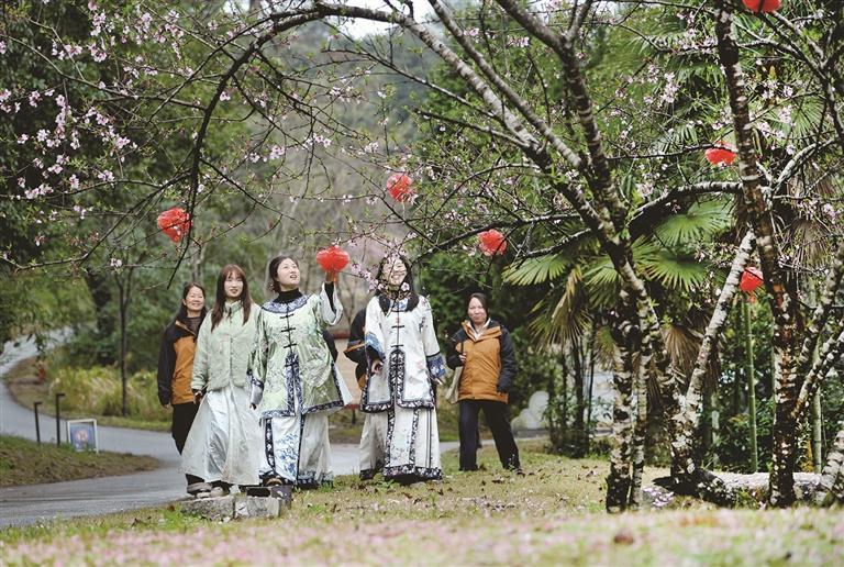 游客身着汉服在大茅山樱花园赏花。卓忠伟 摄