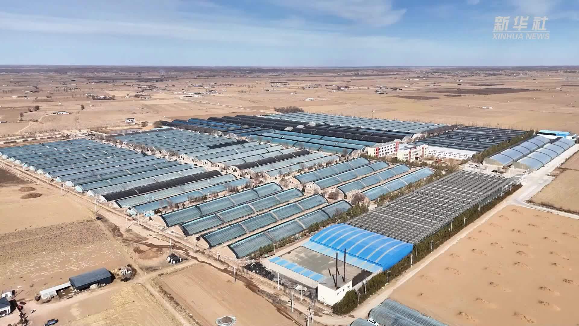 陕西定边：科技育苗助力春耕生产