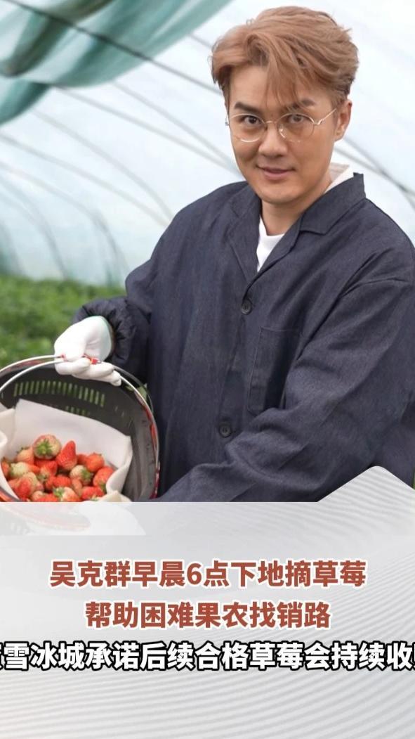 吴克群成为蜜雪冰城助农伙伴，早晨6点下地摘草莓，帮助困难果农找销路，蜜雪冰城承诺后续合格草莓会持续收购（顶端新闻记者 孔学姣）