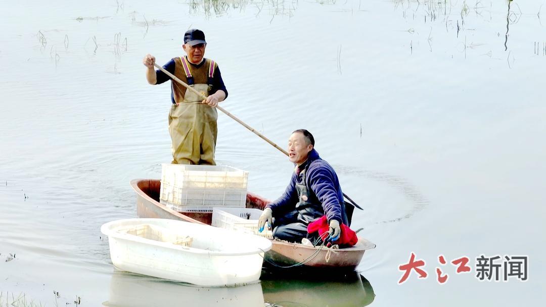 农户正在起虾 朱志应摄