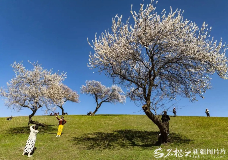 3月31日的新源县那拉提杏花谷景区。李金维 摄