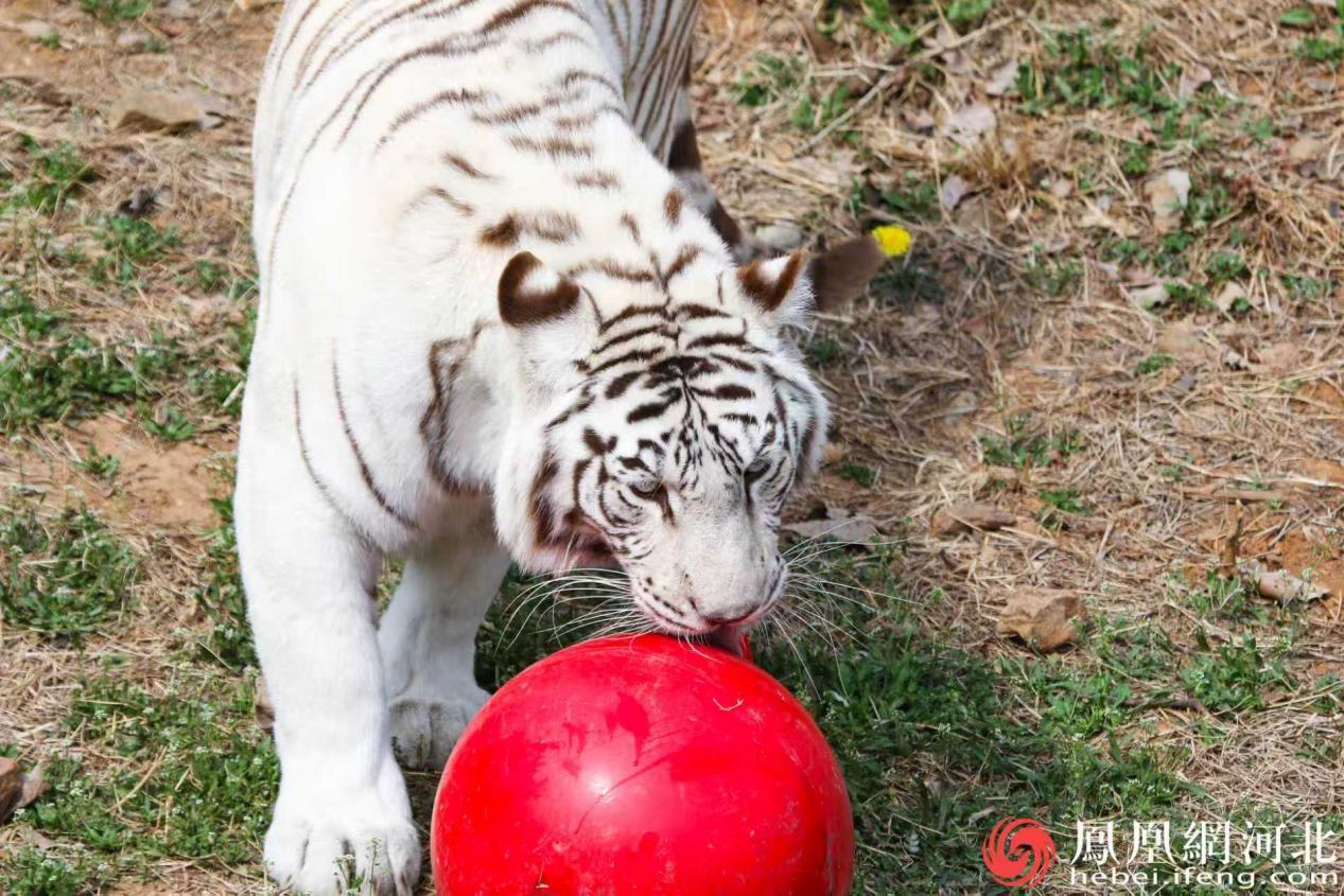 妞妞在玩饲养员李煊给的玩具球 李卓然摄