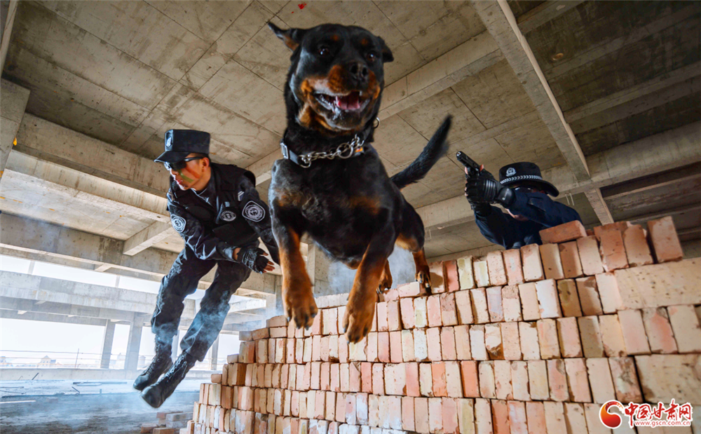 资料图：警犬协同作战演练