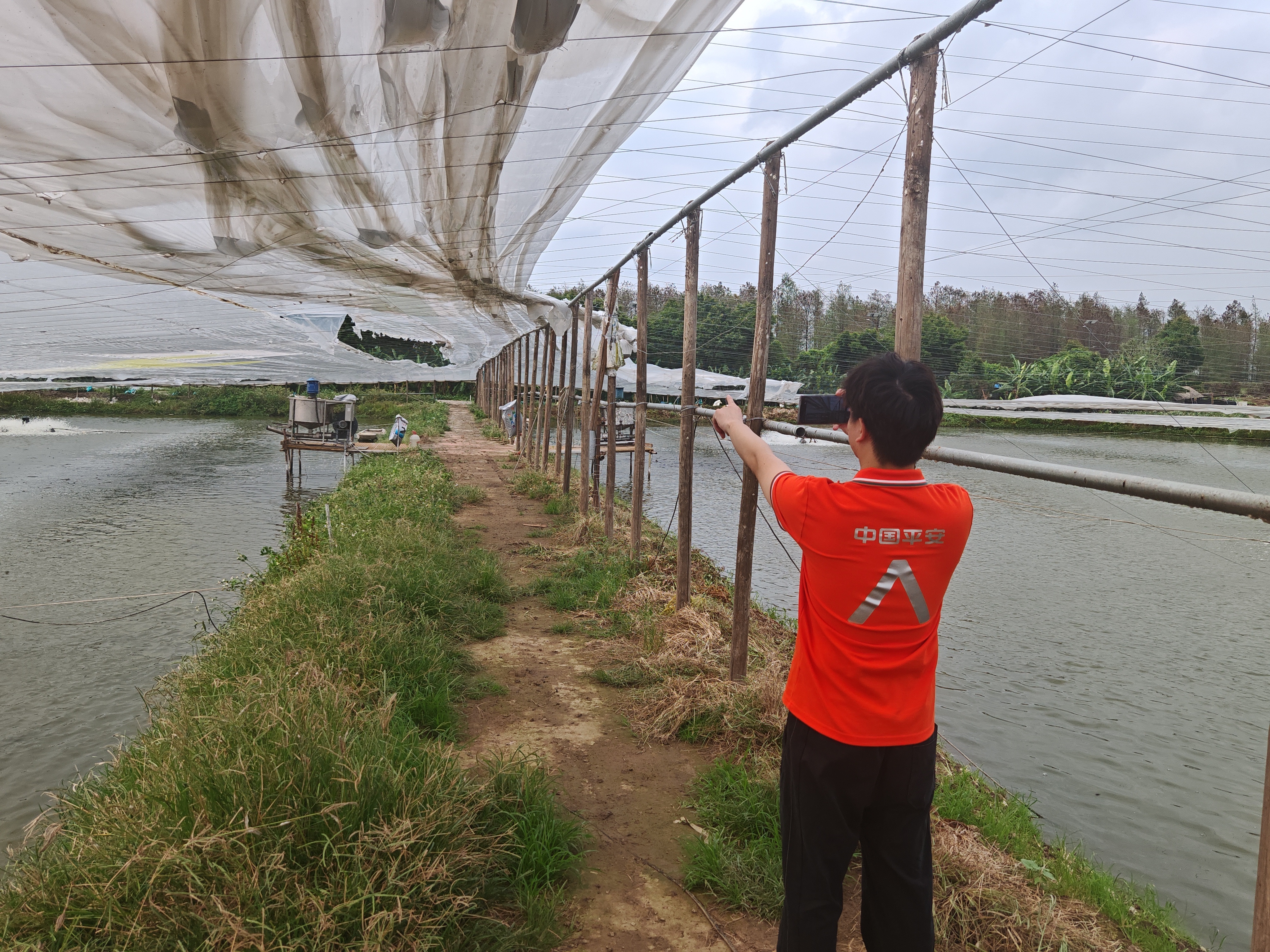 平安产险佛山分公司：迅速响应暴雨强对流天气 全力护航农业生产