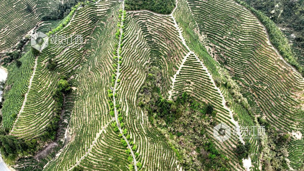 2026年4月2日,航拍视角下的江西省吉安市遂川县汤湖镇生态茶园如大地镌刻的指纹,层层叠叠的茶树沿丘陵山势蜿蜒铺展,大地在山峦间晕开绝美金波,与青山、步道、亭台相映成趣,铺展出一幅茶乡振兴的生态画卷。