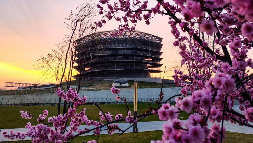 粉樱缠枝摇曳,落日熔金铺陈,日照科技馆的现代建筑浸在绯色霞光里。叶连俊 摄