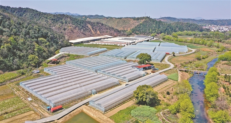 群山环抱的养鸡场旁，配套建设了250亩蔬菜大棚，大量鸡粪经无害化处理后，用于种植蔬菜。