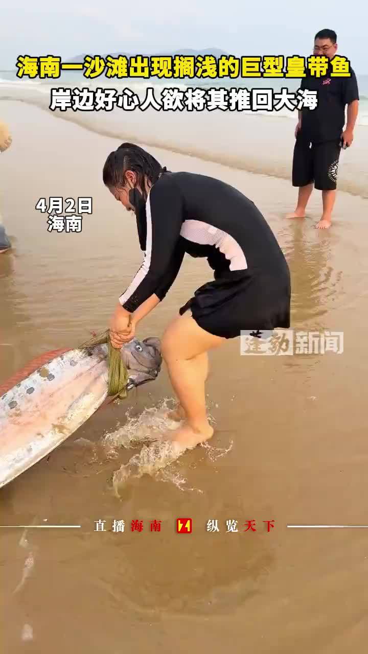 海南一沙滩出现搁浅的巨型皇带鱼