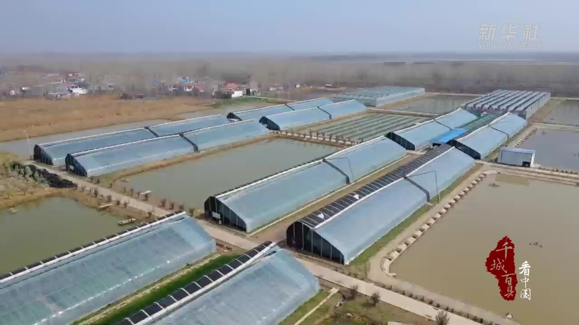 千城百县看中国|山东济宁：盆栽蔬菜“种”出致富路