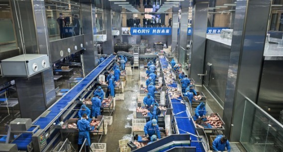 微山“鲤鱼王”年加工7亿斤淡水鱼项目落户济宁高新区