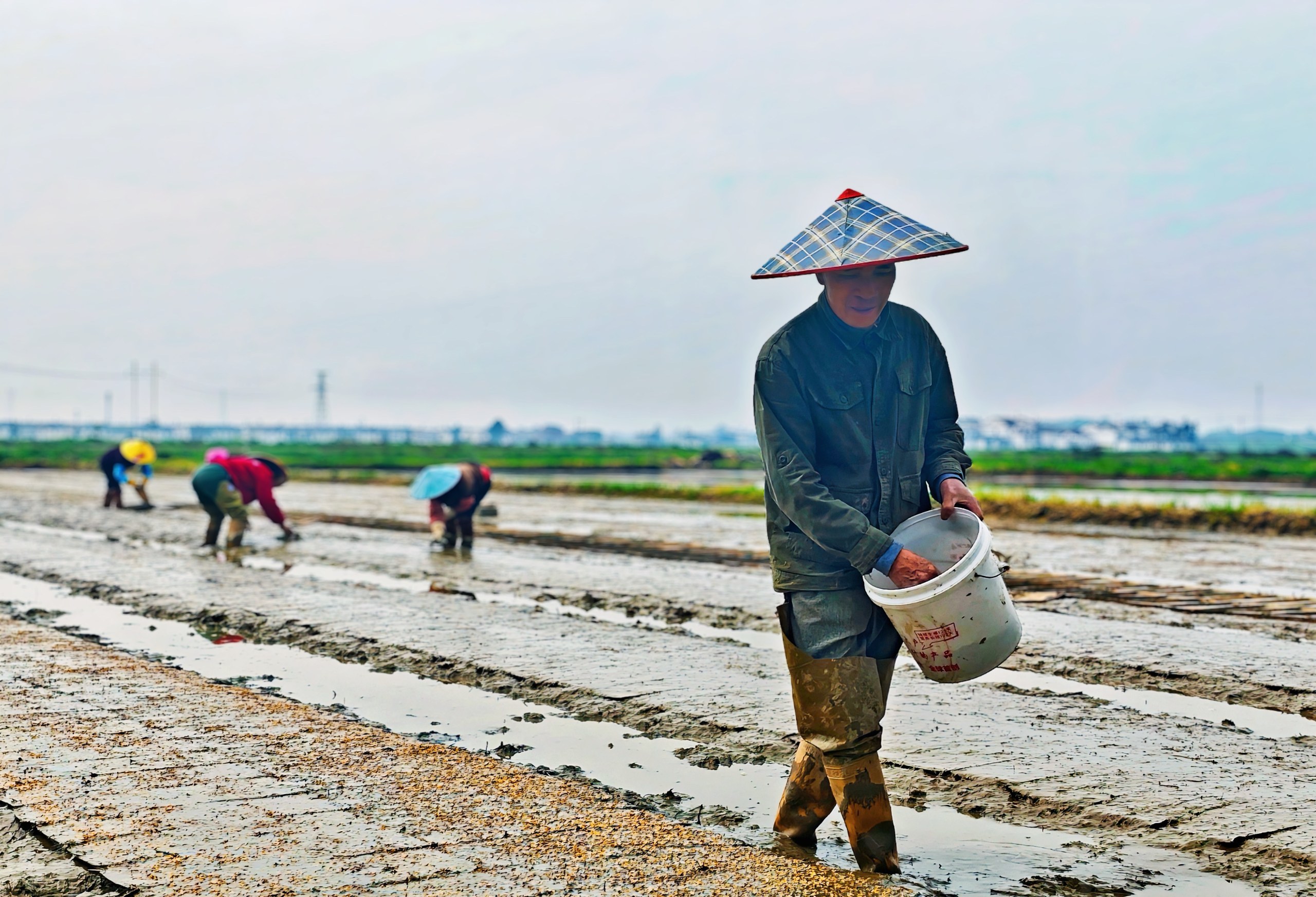 深耕40余年！南城杂交水稻制种产业综合产值突破6.24亿元