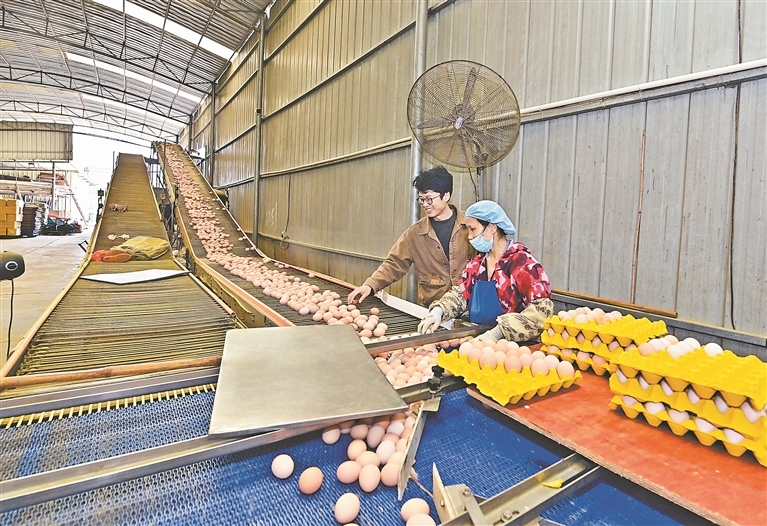 龚著海（左）在传送带前察看出蛋情况。