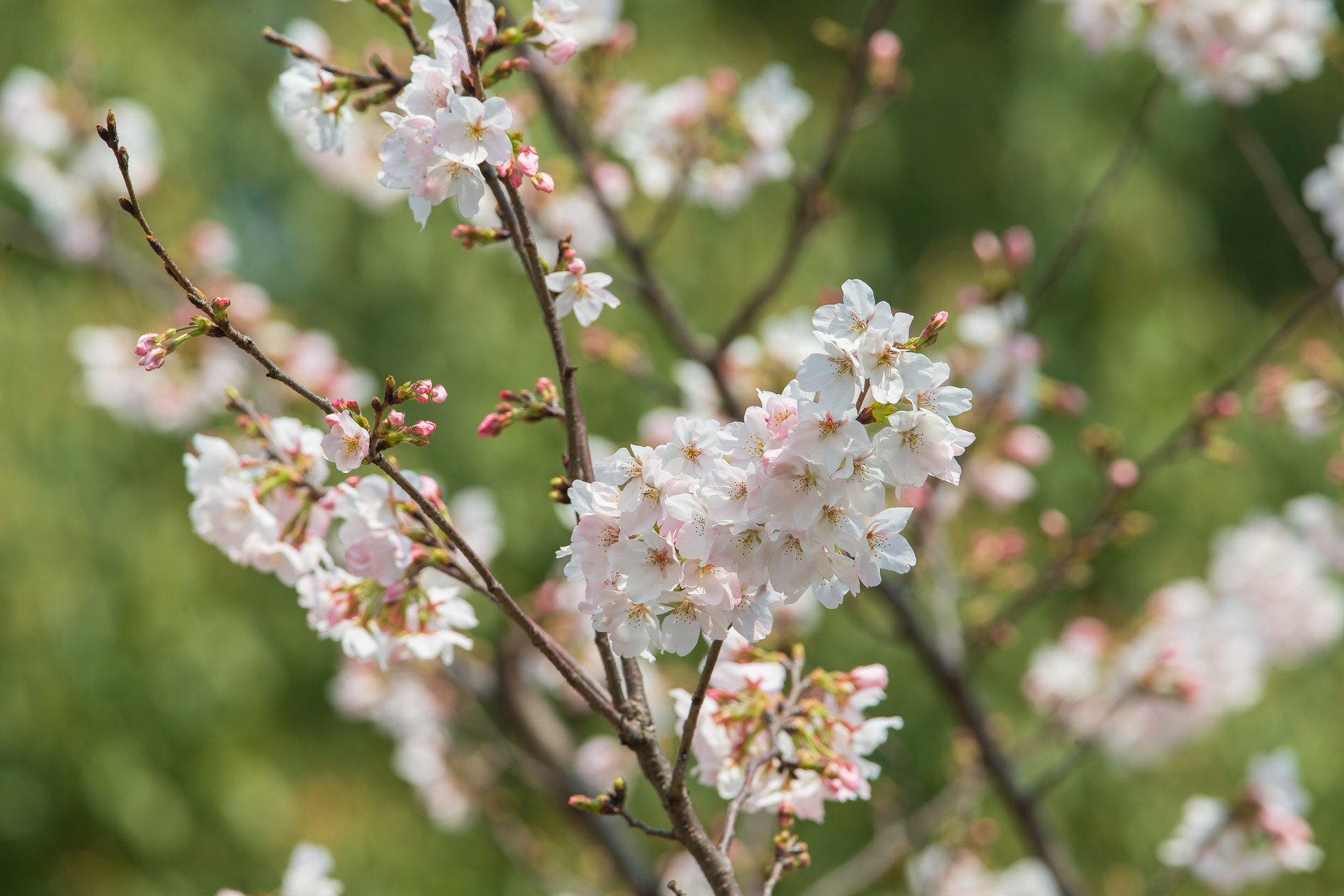 2026��ʹ�����ȷ���_�����ֽ���-��̽��������ɽ��԰ӣ������4��1�տ�Ļ