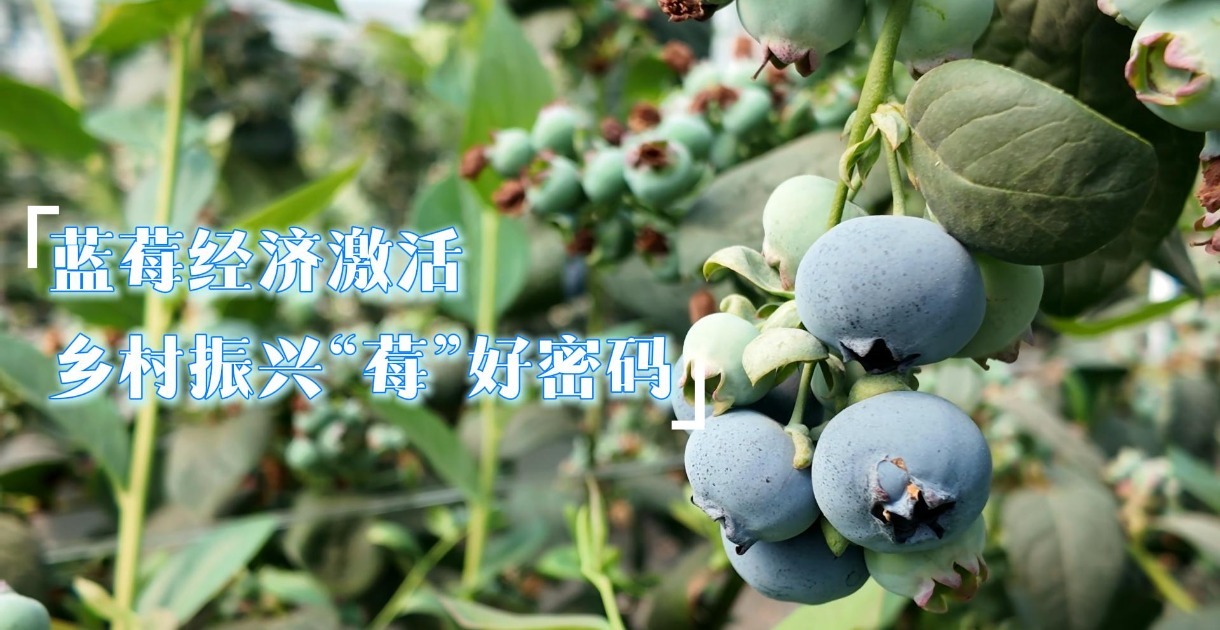 喜德:东西部协作赋能蓝莓经济 激活乡村振兴“莓"好密码