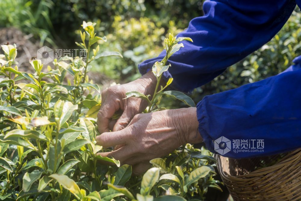 江西分宜：黄茶采摘忙（图）