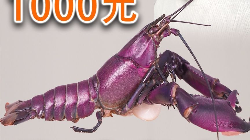 1000块一只小龙虾？翻大车了