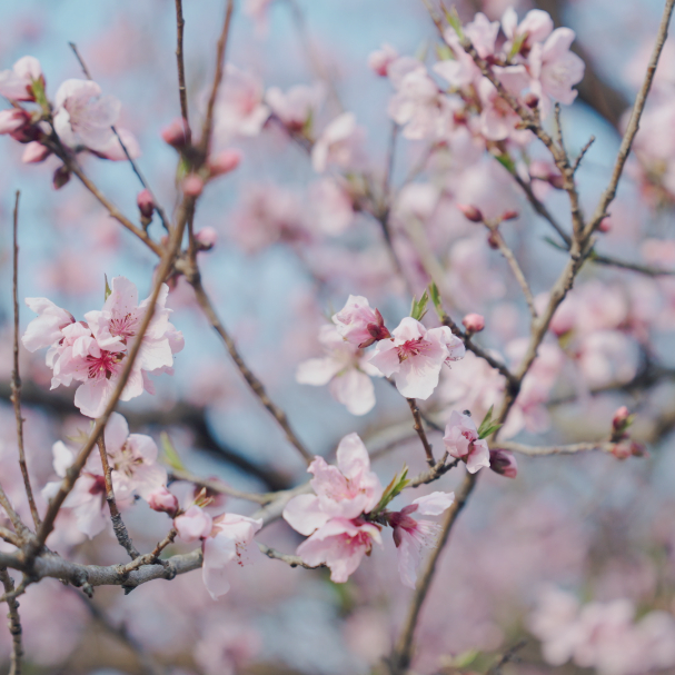 春假+清明必冲茅山！多样玩法尽享福气