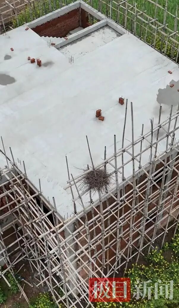 张满子老人停工等待喜鹊筑巢。 （视频截图）.jpg