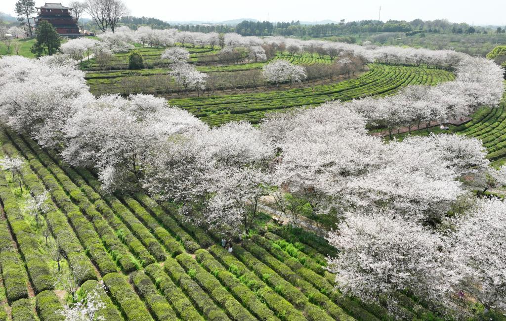 这是江西省南昌县凤凰沟景区樱花谷盛开的樱花（4月1日摄）（无人机照片）。新华社记者 万象 摄