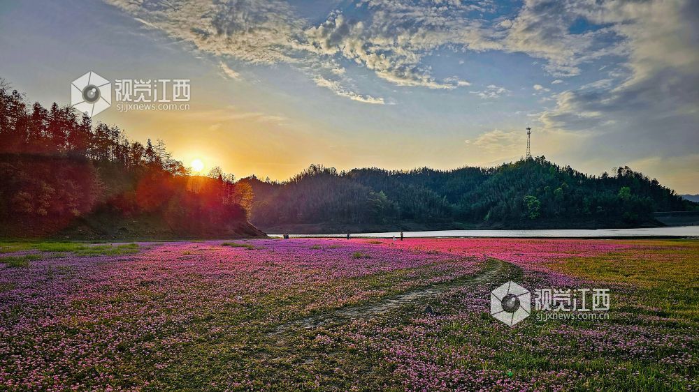2026年4月1日,江西省宜春市袁州区彬江镇,天空多姿多彩的云霞与地上光影斑斓的红花相映成趣,美不胜收。