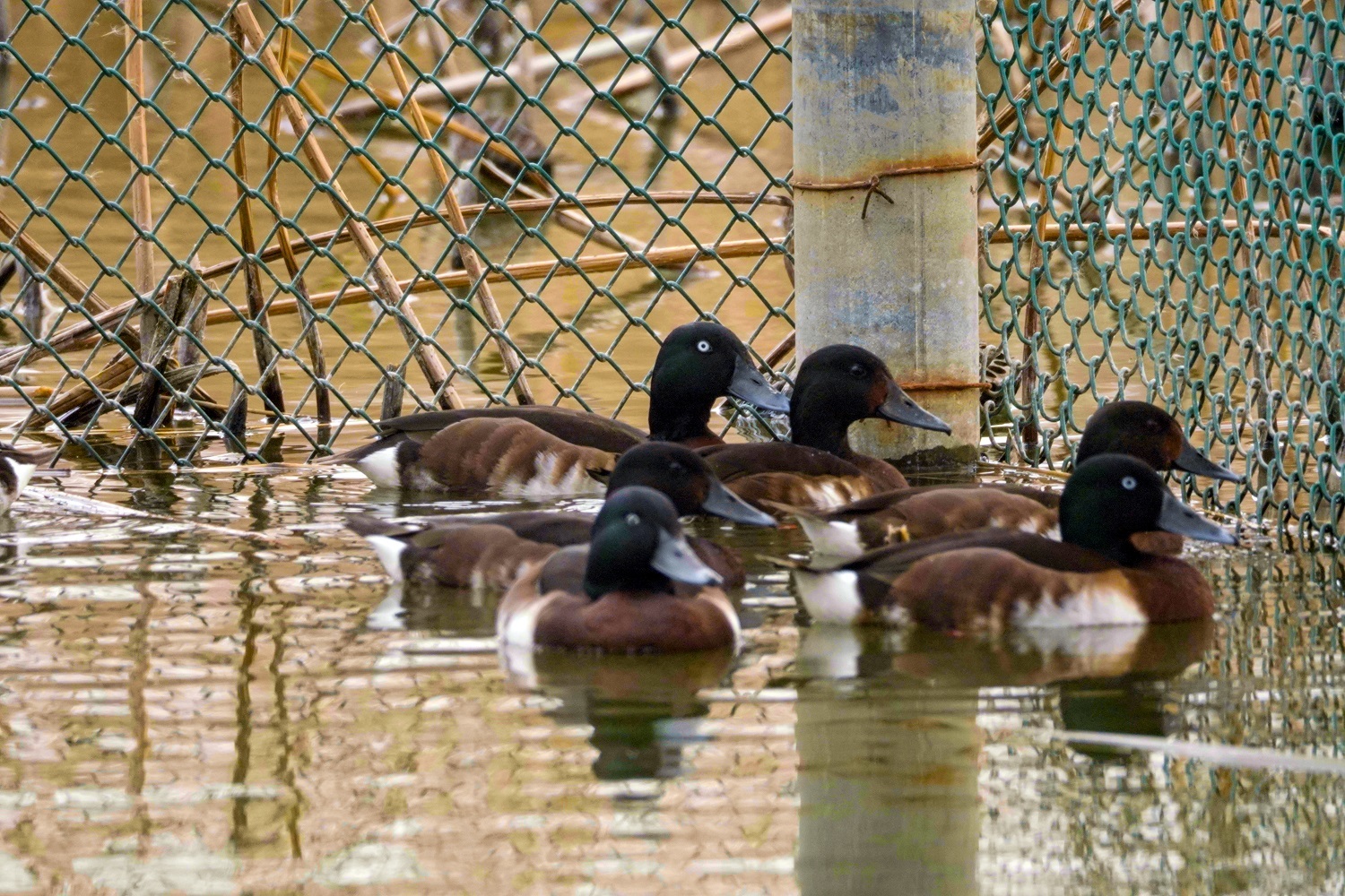 2026年4月2日,青头潜鸭在衡水湖人工繁育与野化放归研究基地健康成长。陈康 摄