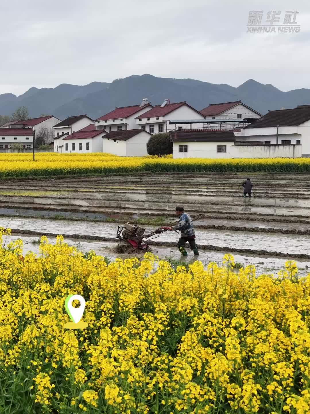 春天里的中国丨陕西汉中：油菜花海 如诗如画