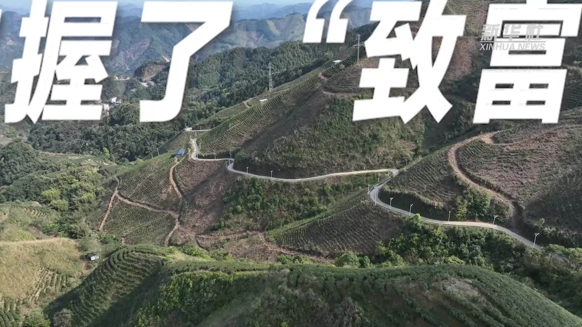 “最美巾帼奋斗者”祝雪兰：用“一片叶子”富一方百姓