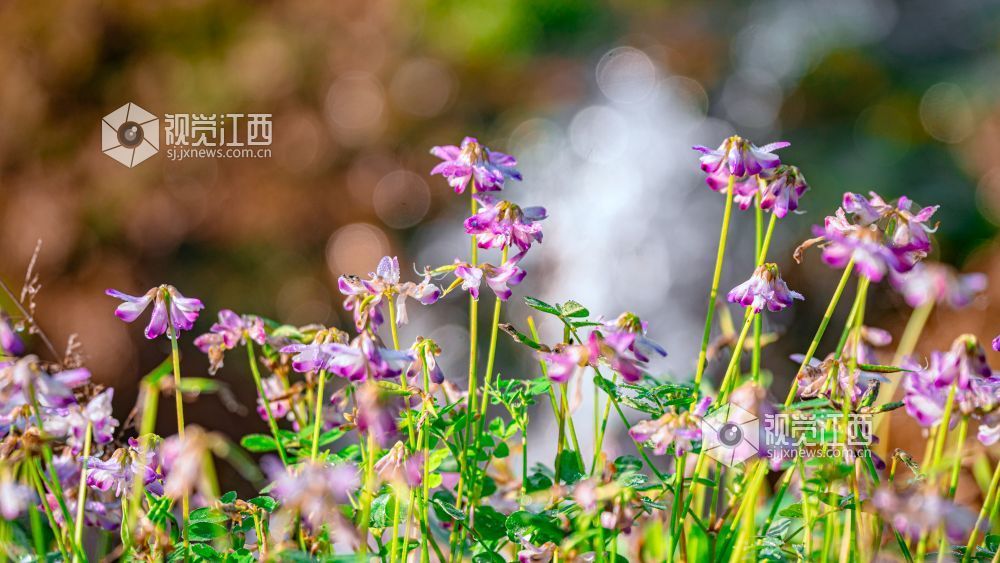 2026年4月1日在江西省吉安市新干县溧江镇培山水库拍摄的画面。