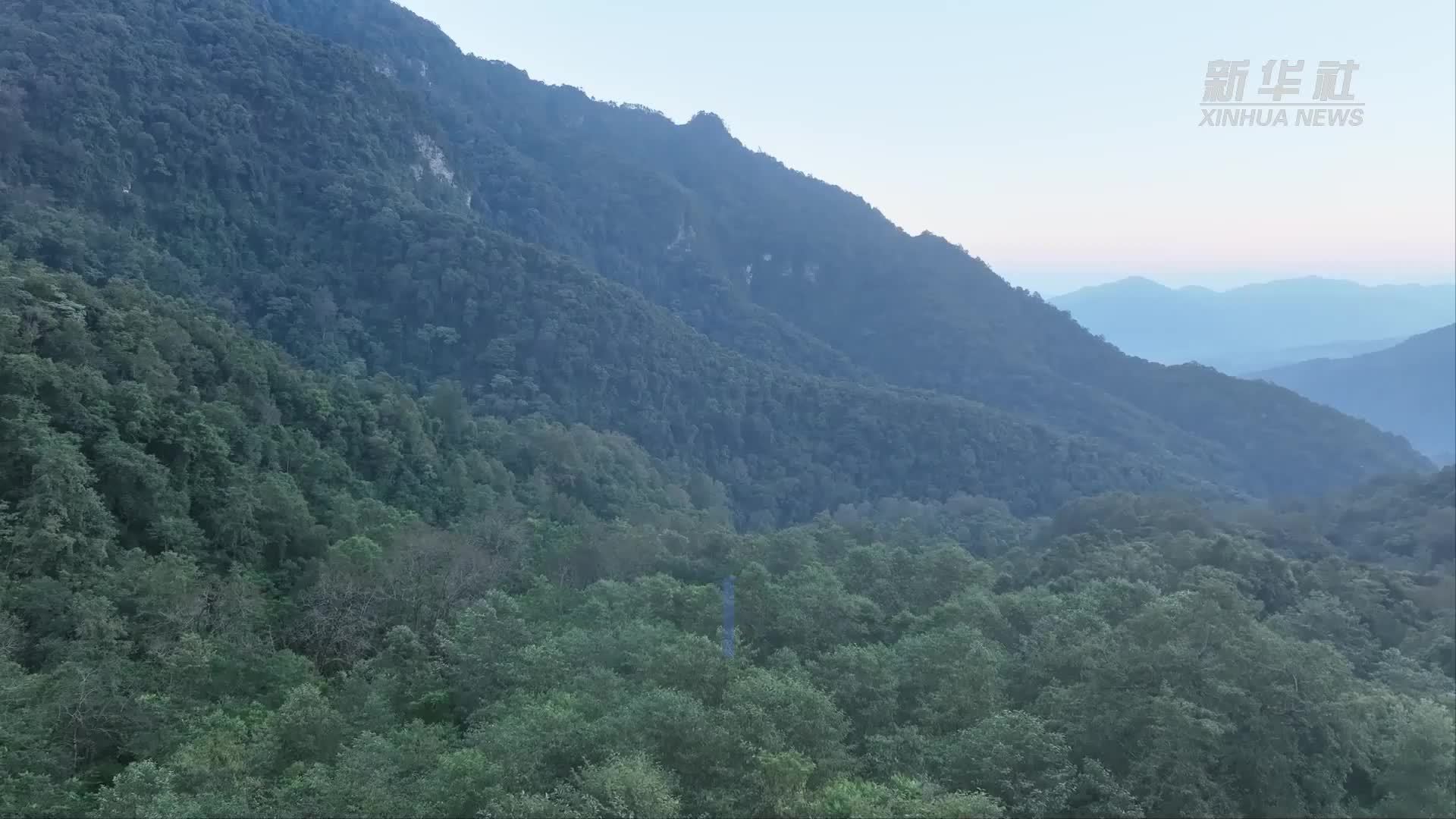云南普洱：西黑冠长臂猿添新丁